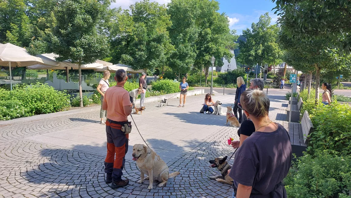 Hundesportverein Tiefenort trainiert in der Stadt