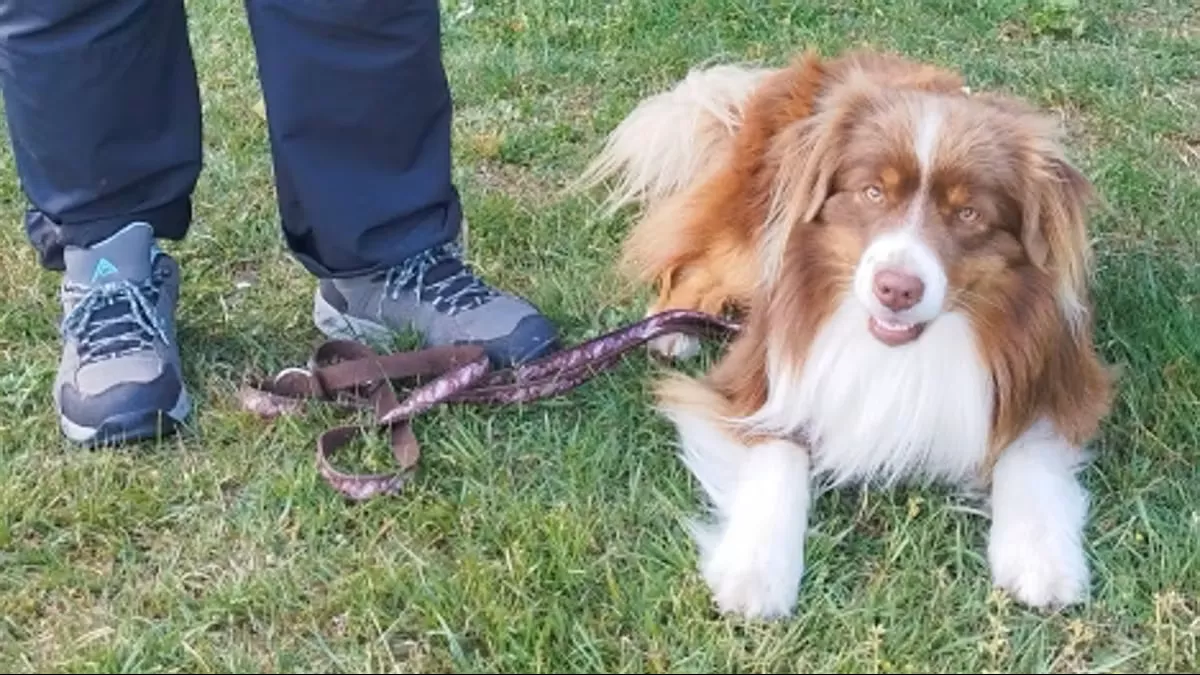 Hunde hat gelernt ruhig zu bleiben